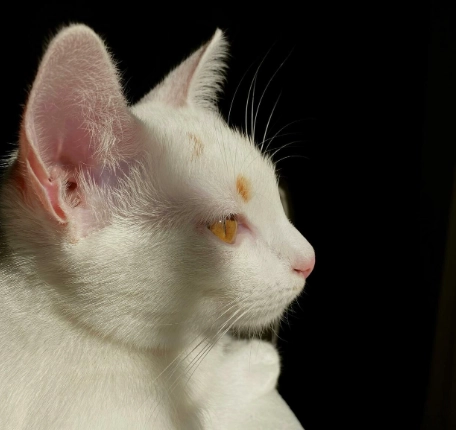 貓咪眼睛受傷處理 貓咪眼睛受傷處理