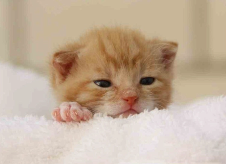 幼貓飲食 幼貓飲食