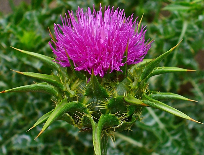 朝鮮薊料理 朝鮮薊料理