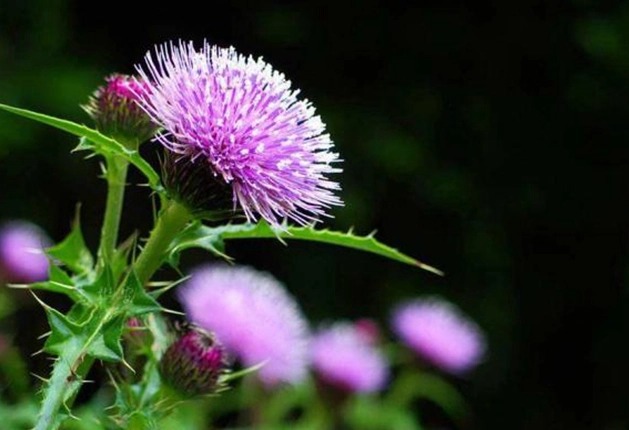 水飛薊功效 水飛薊功效