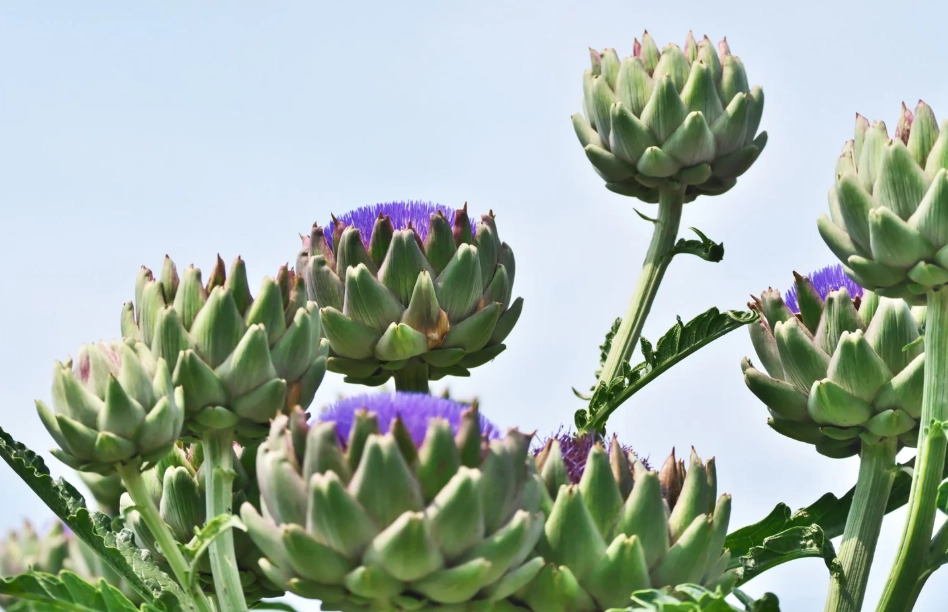 水飛薊朝鮮薊差異