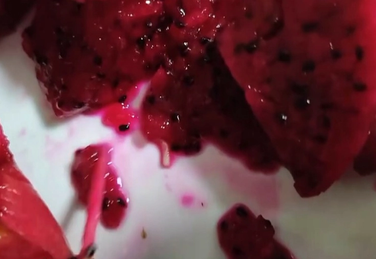 火龍果蟲 火龍果蟲