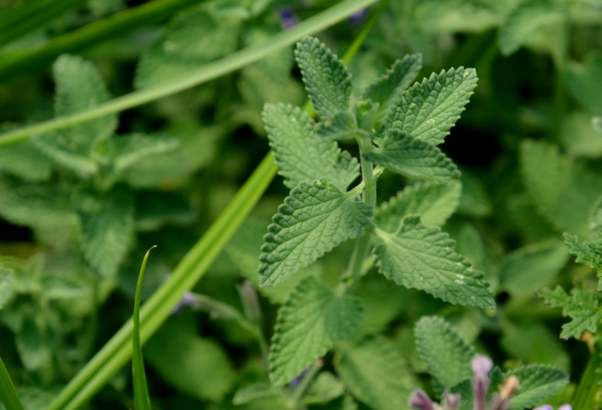 貓薄荷用法 貓薄荷用法