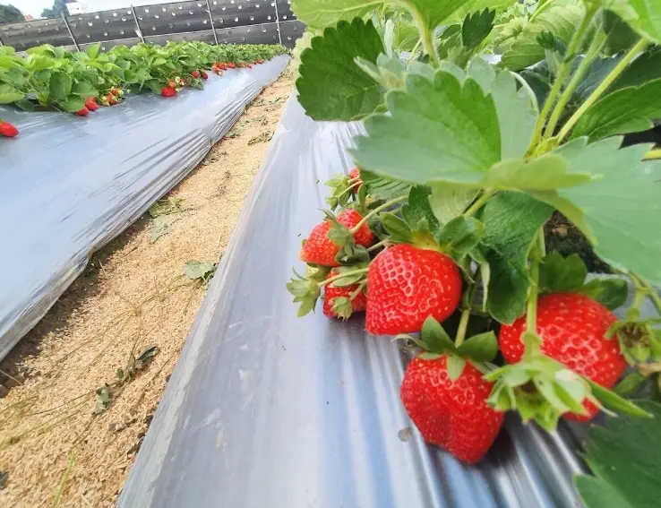 台灣草莓園 台灣草莓園