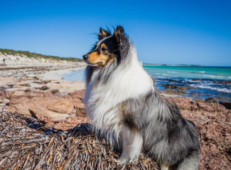 狗毛髮保養 狗毛髮保養