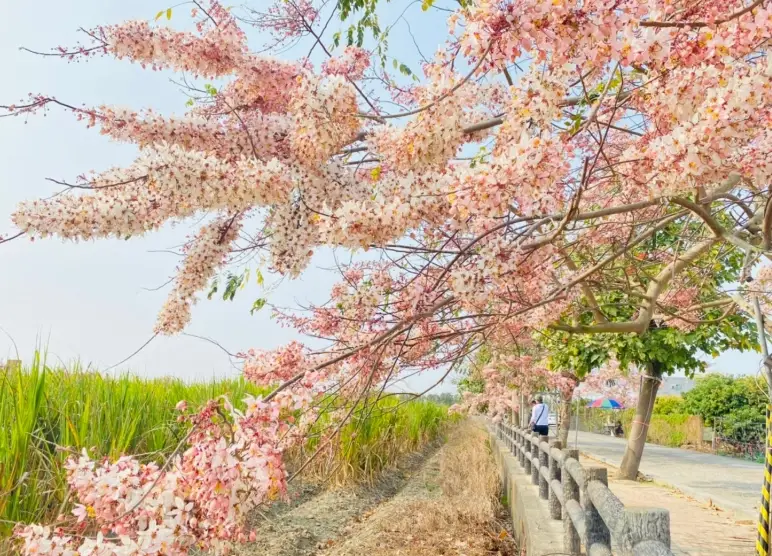 台南賞櫻