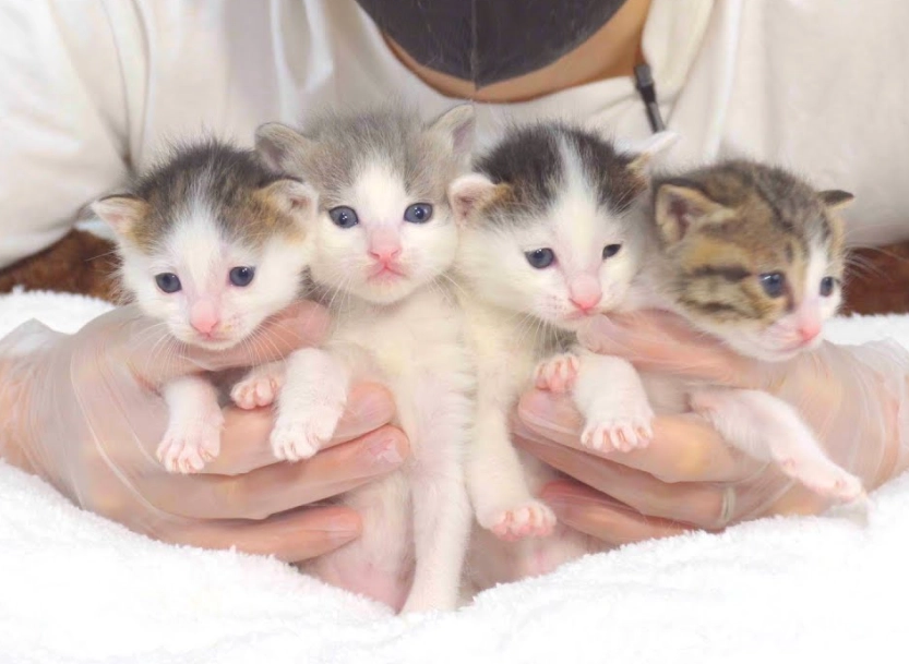 奶貓食物 奶貓食物