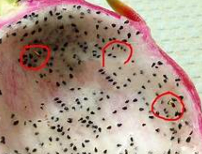 果蠅幼蟲 果蠅幼蟲