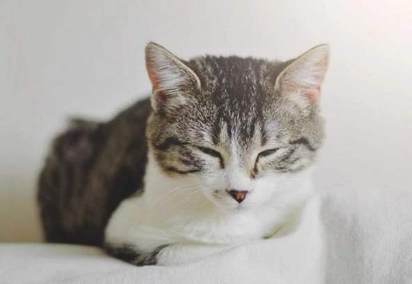 貓皰疹治療 貓皰疹治療