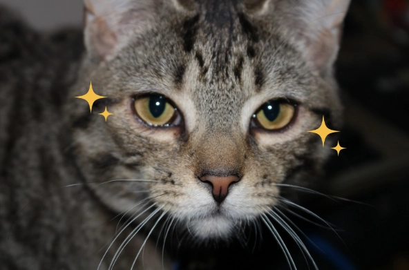 貓咪眼睛受傷處理 貓咪眼睛受傷處理