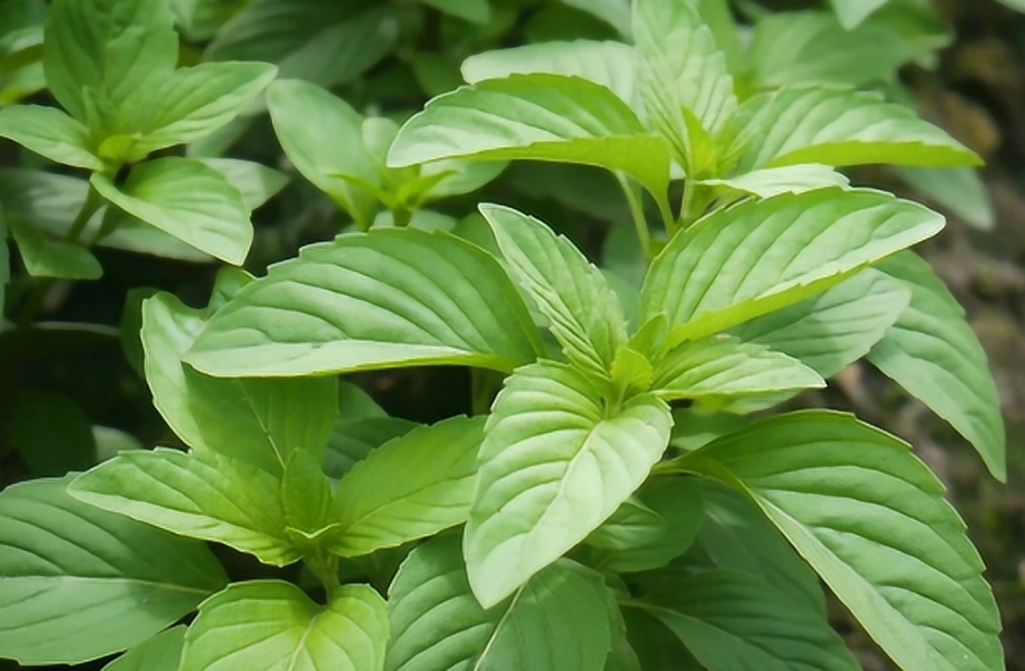 九層塔 如何 修剪