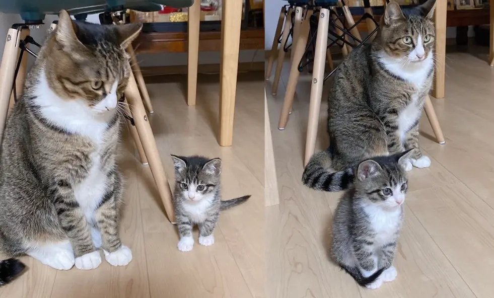 奶貓食物 奶貓食物