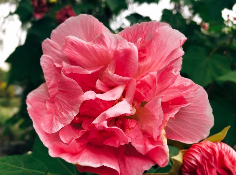 芙蓉功效與作用