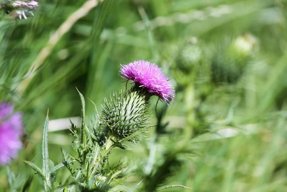 水飛薊功效 水飛薊功效