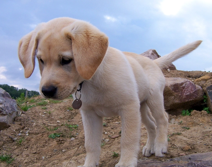 拉布拉多幼犬領養
