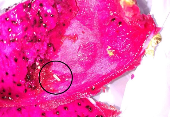 火龍果蟲 火龍果蟲