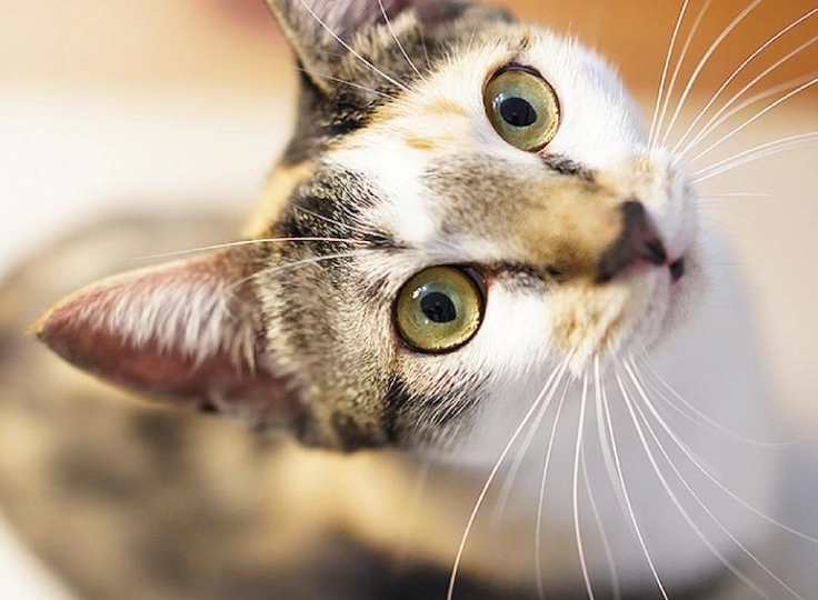 貓咪眼睛受傷症狀 貓咪眼睛受傷症狀