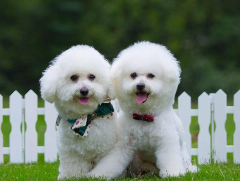 狗美毛食物 狗美毛食物