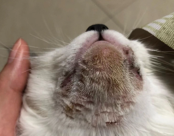 貓毛囊炎 貓毛囊炎