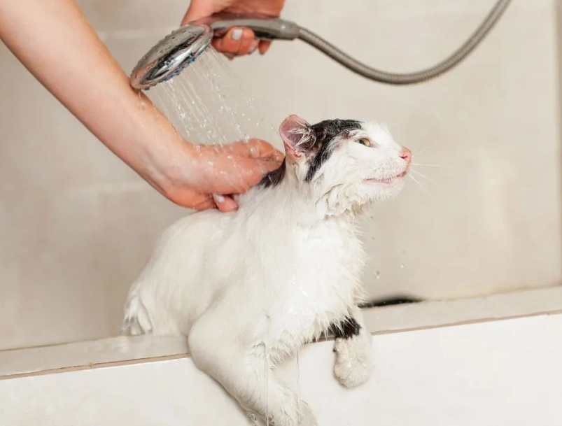 貓咪洗澡頻率