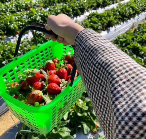 採草莓 採草莓