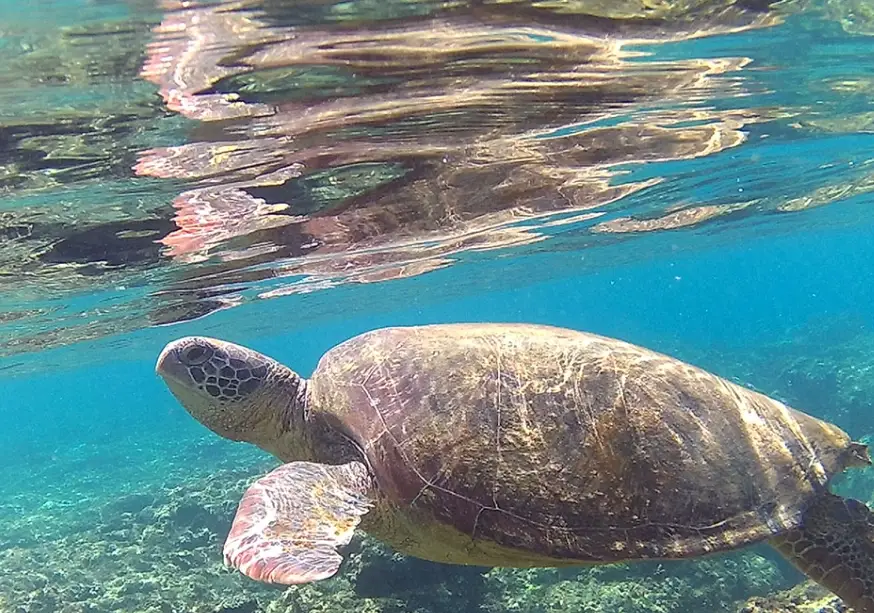 小琉球自由行 小琉球自由行