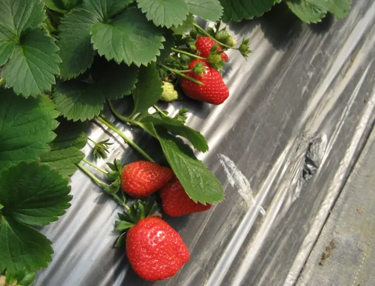 台灣草莓園 台灣草莓園