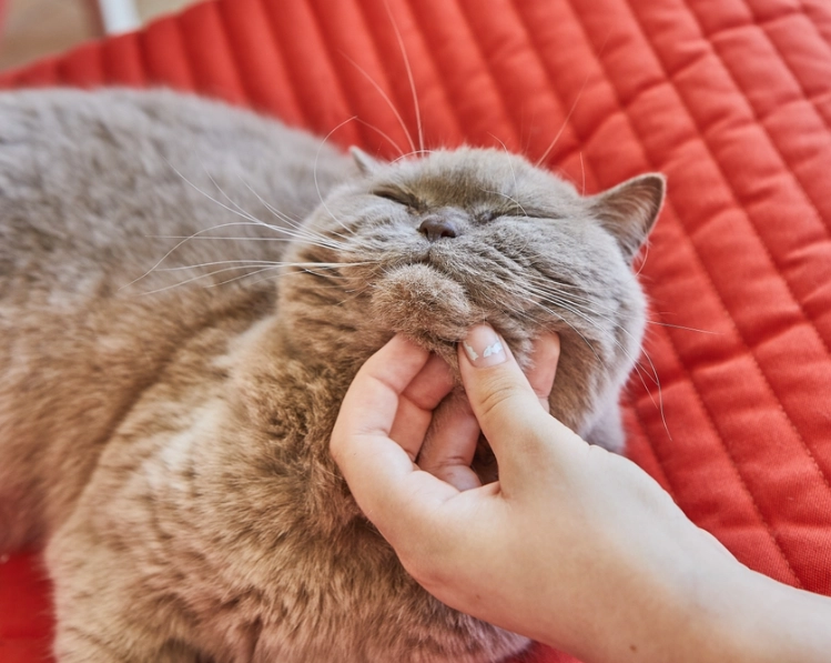 貓下巴粉刺 貓下巴粉刺