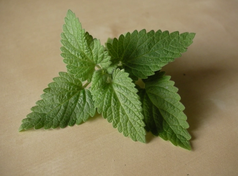 貓薄荷安全 貓薄荷安全