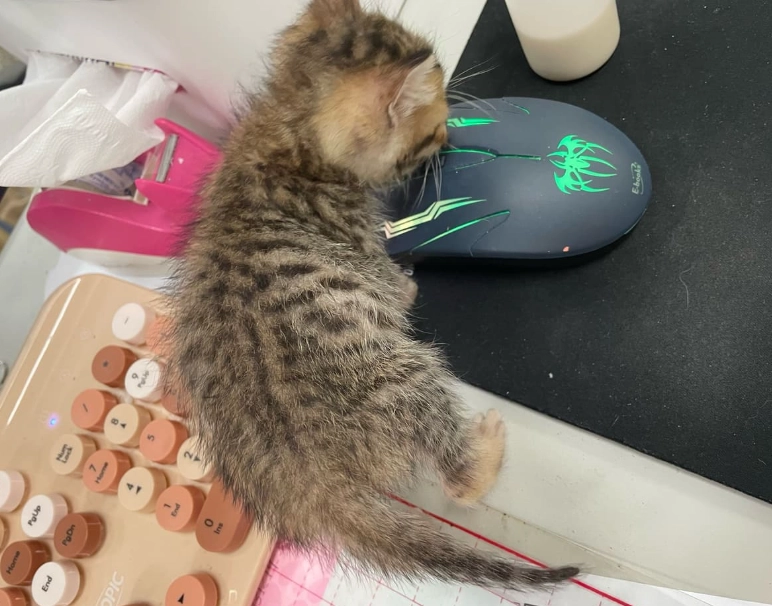 一個月小貓吃什麼 一個月小貓吃什麼