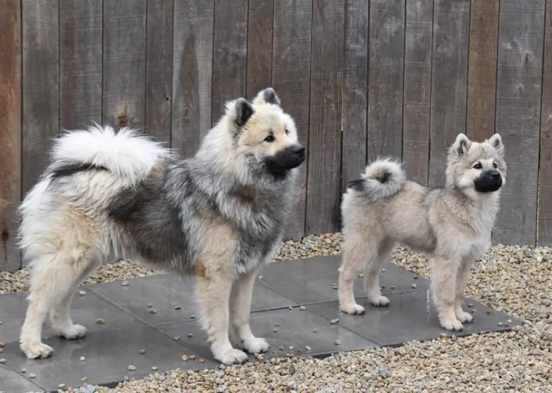 狗美毛食物 狗美毛食物