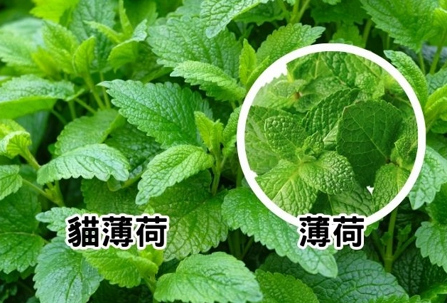 貓薄荷安全 貓薄荷安全