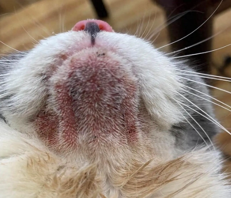 貓粉刺流血 貓粉刺流血