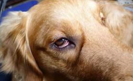 狗狗眼睛症狀 狗狗眼睛症狀