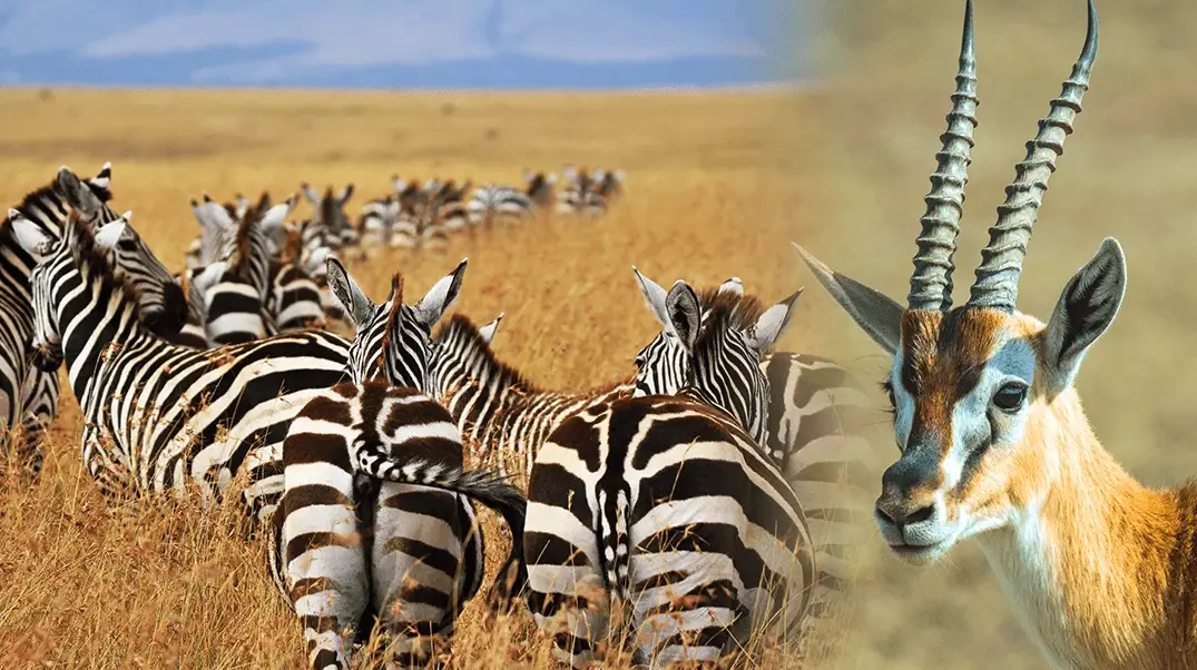 肯亞動物大遷徙