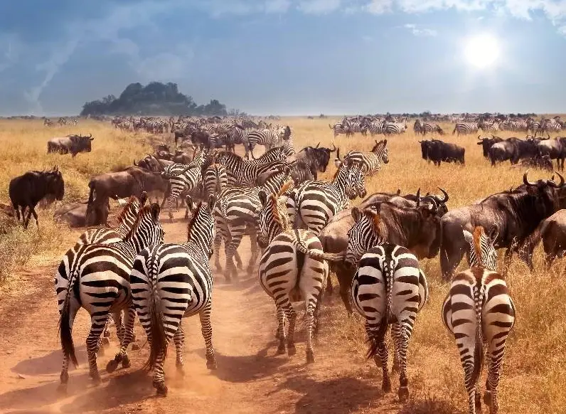 肯亞動物大遷徙