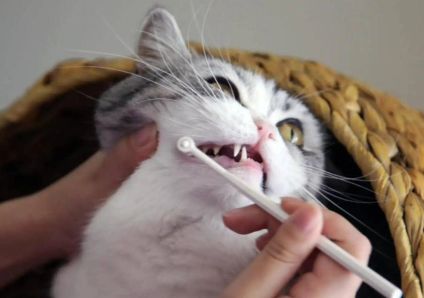 貓咪潔牙 貓咪潔牙