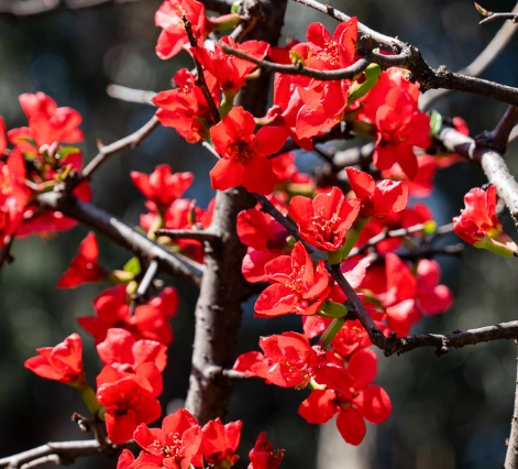 木瓜花茶 木瓜花茶