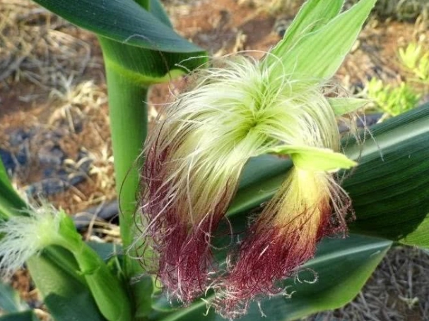 粟米鬚功效 粟米鬚功效