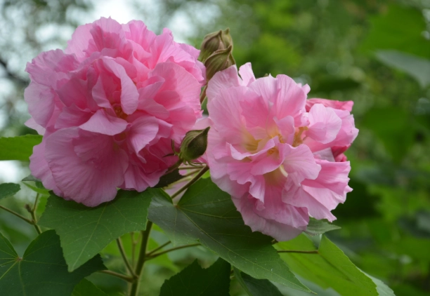 木芙蓉修剪技巧 木芙蓉修剪技巧