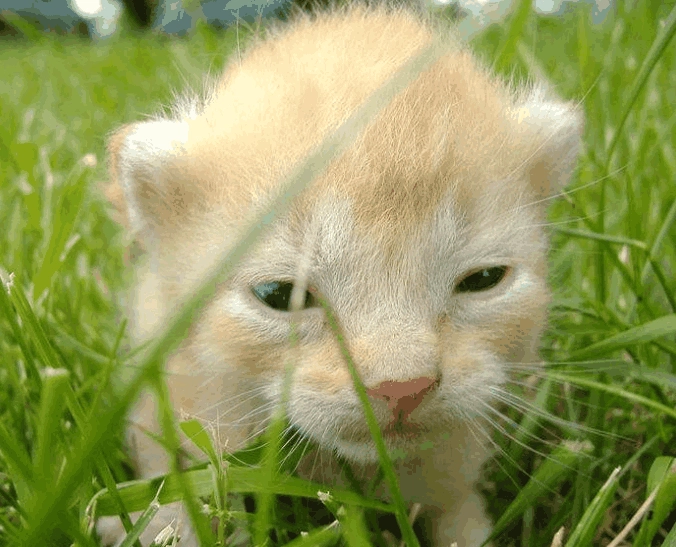 幼貓體重表 幼貓體重表