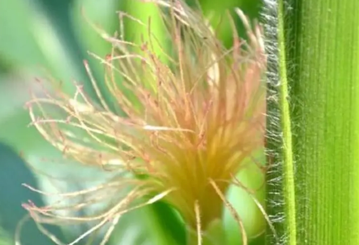 玉米鬚茶做法 玉米鬚茶做法