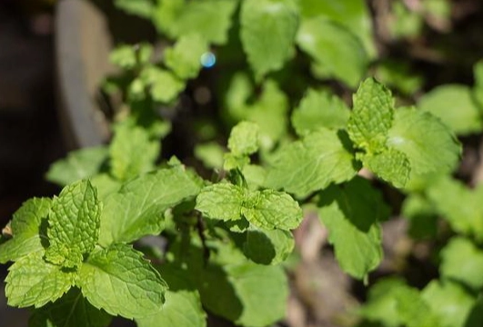 貓薄荷幾歲可以吃