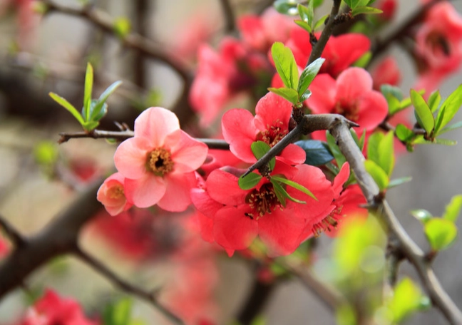 木瓜花功效 木瓜花功效