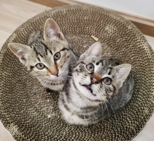 幼貓體重表 幼貓體重表