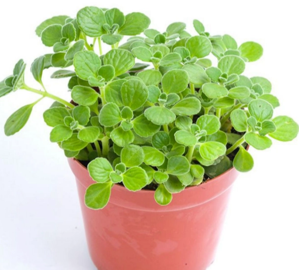 碰碰香養護 碰碰香養護