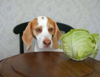 高麗菜 狗狗 好處