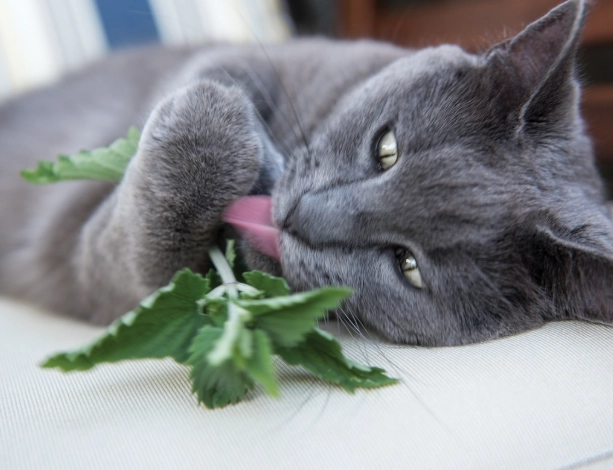 貓薄荷 使用年齡