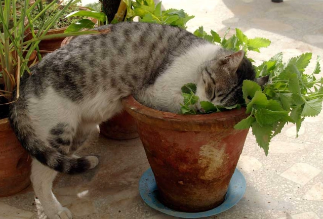 貓薄荷 安全劑量