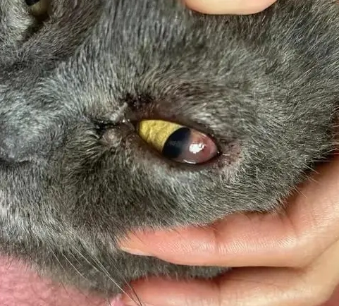 貓咪角膜炎治療 貓咪角膜炎治療